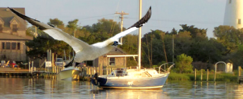 White Wings Over Ocracoke Gannet! It's like a designer seagull!